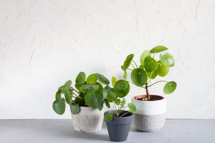 Chinese Money Plant Care