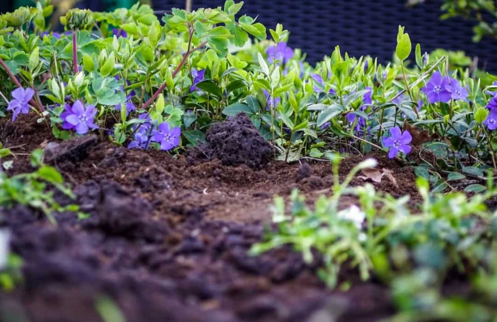 Plants That Grow in Shallow Soil Garden Tips 2023