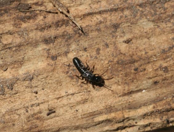 Arid Subterranean Termites