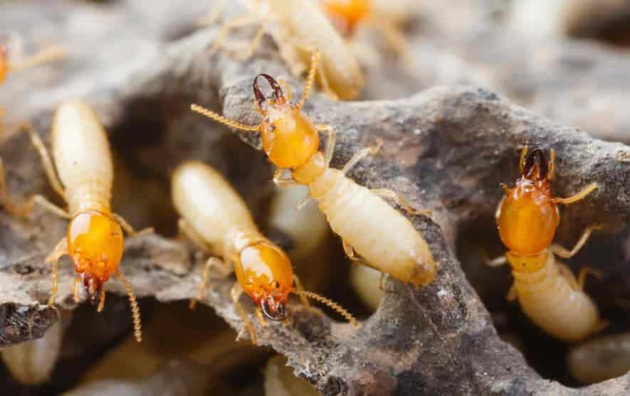 Desert Dampwood Termites