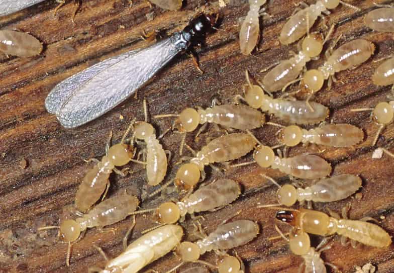 Desert Subterranean Termites