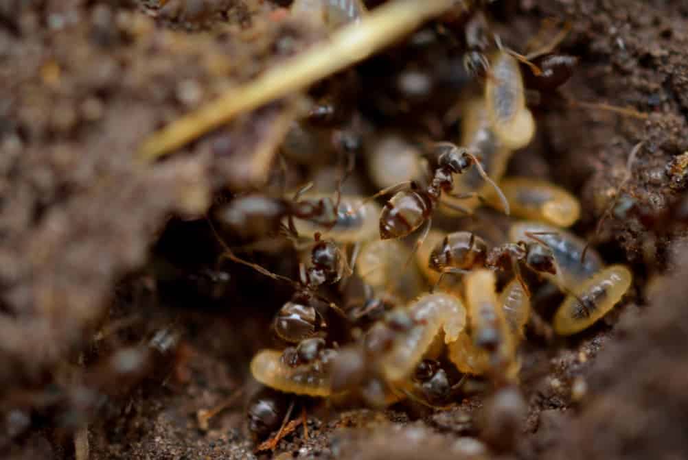 Termites in Arizona