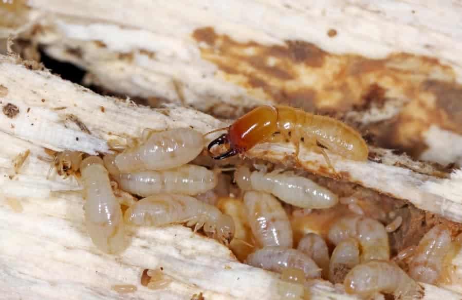 Western Drywood Termites