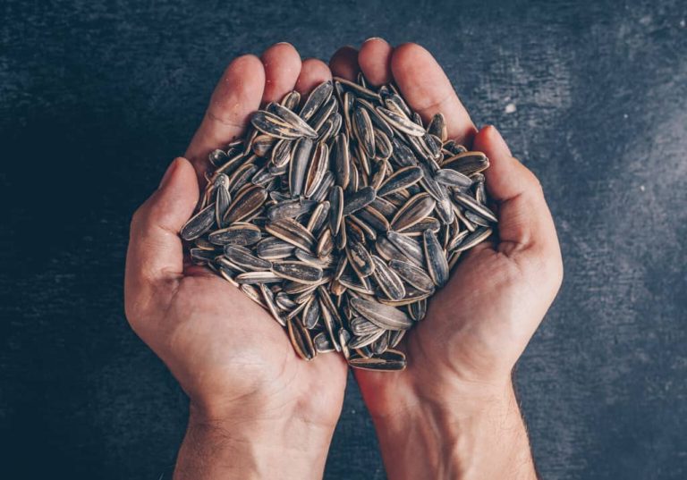 Best Smackin Sunflower Seeds 2024